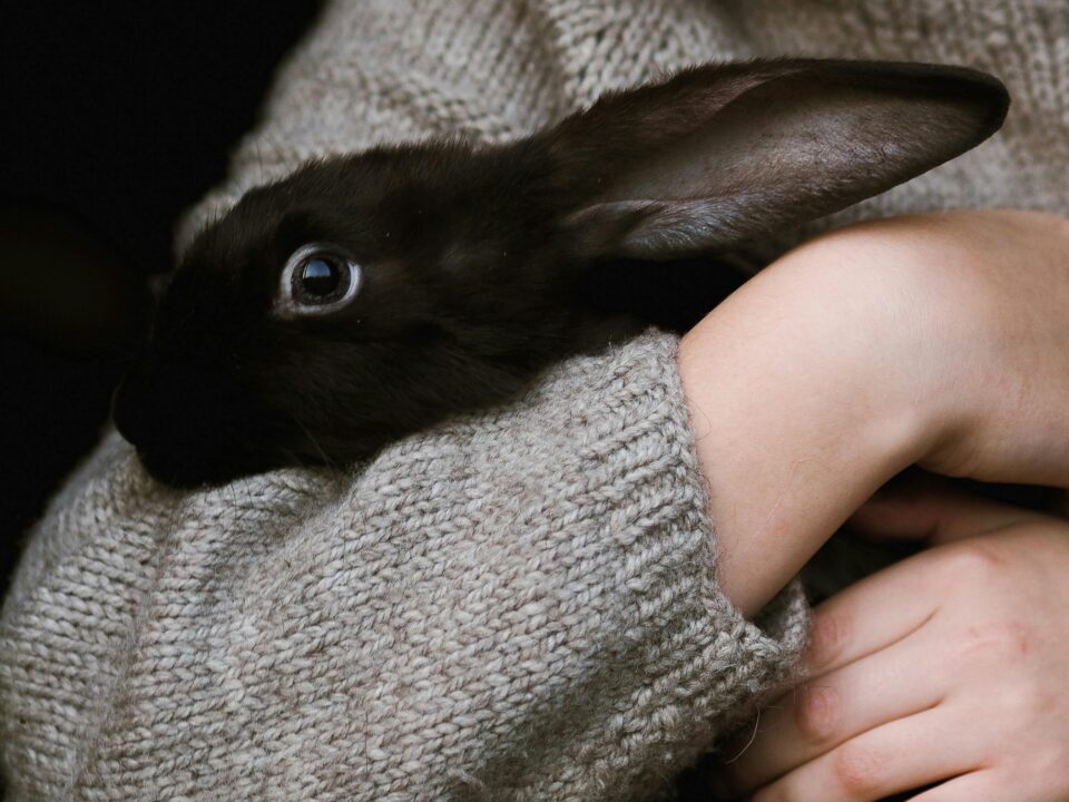 DVAM 2025 Stock 9 - woman holding rabbit
