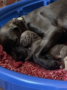 Momma Chewie and three puppies helped through RedRover Responders