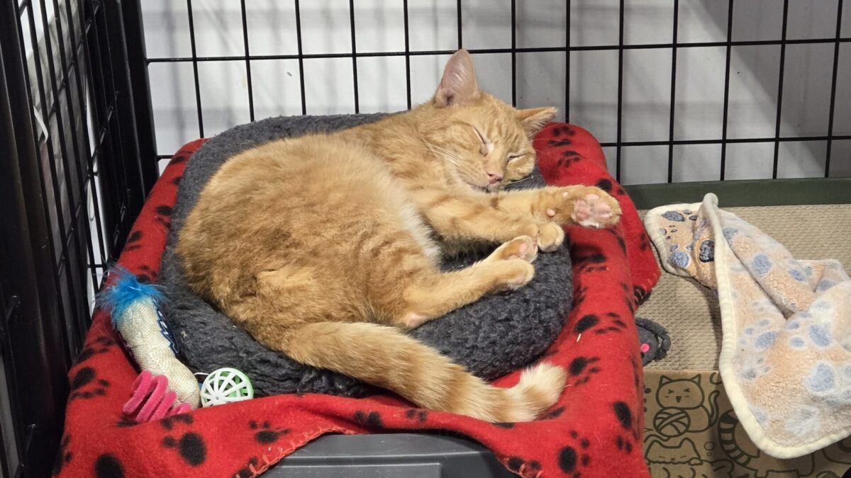 A ginger cat sleeps during a RedRover Responders deployment with Humane World for Animals