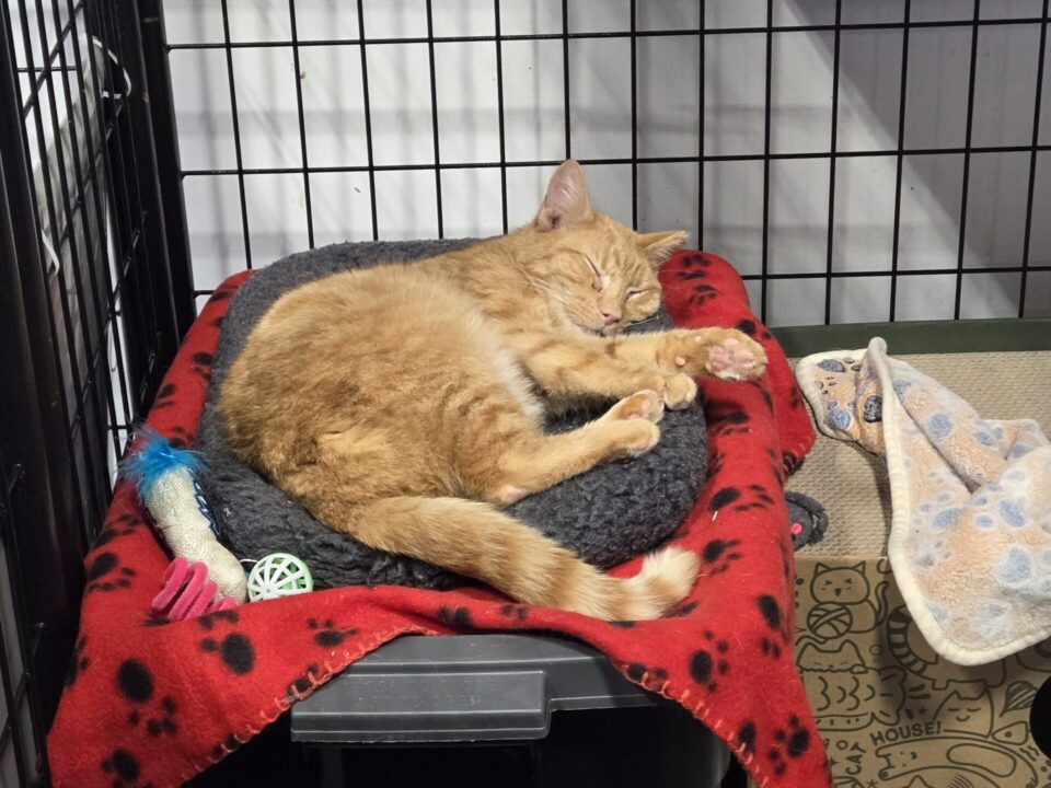 A ginger cat sleeps during a RedRover Responders deployment with Humane World for Animals