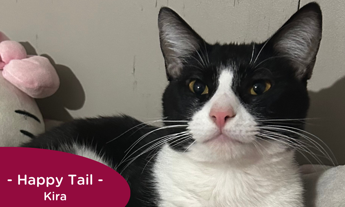 RedRover Relief Urgent Care grantee - Kira the cat