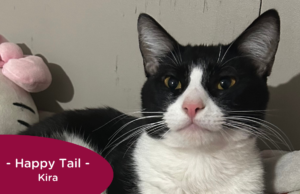 RedRover Relief Urgent Care grantee - Kira the cat