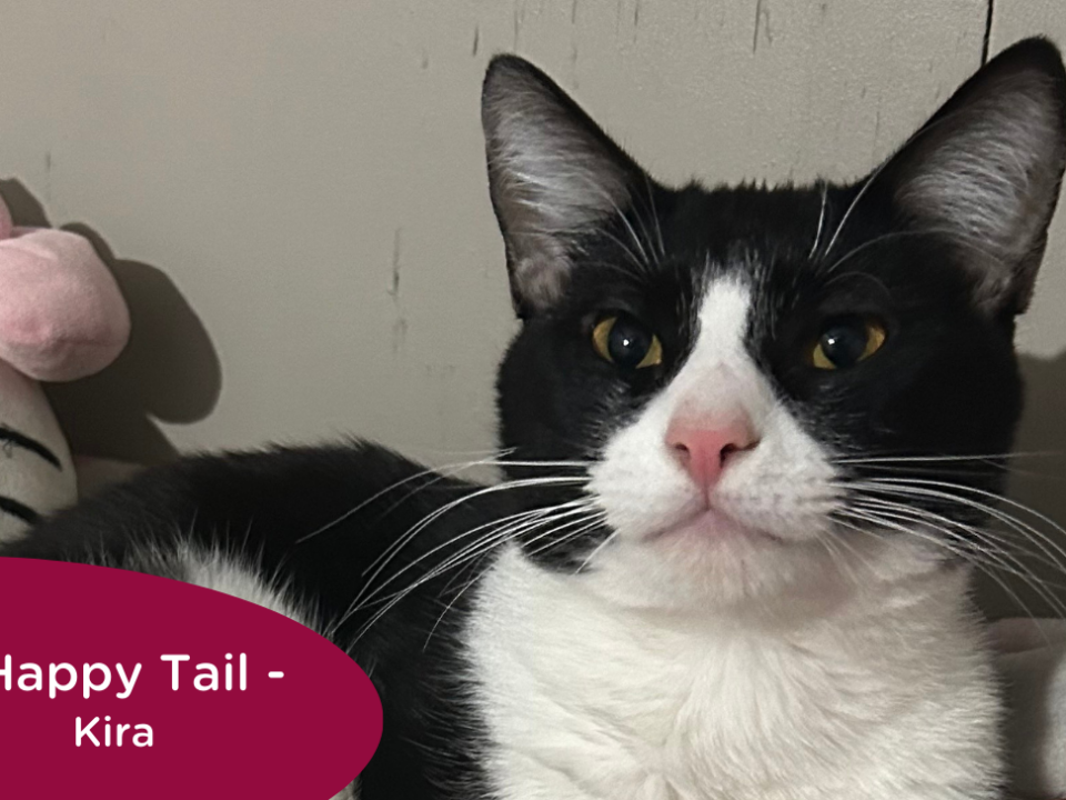 RedRover Relief Urgent Care grantee - Kira the cat