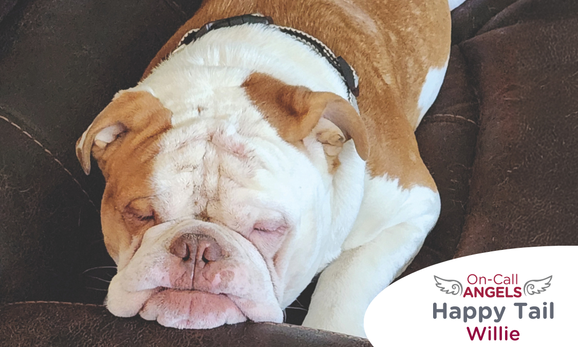 RedRover Relief On-Call Angel Urgent Care grantee - Willie the bulldog