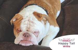 RedRover Relief On-Call Angel Urgent Care grantee - Willie the bulldog
