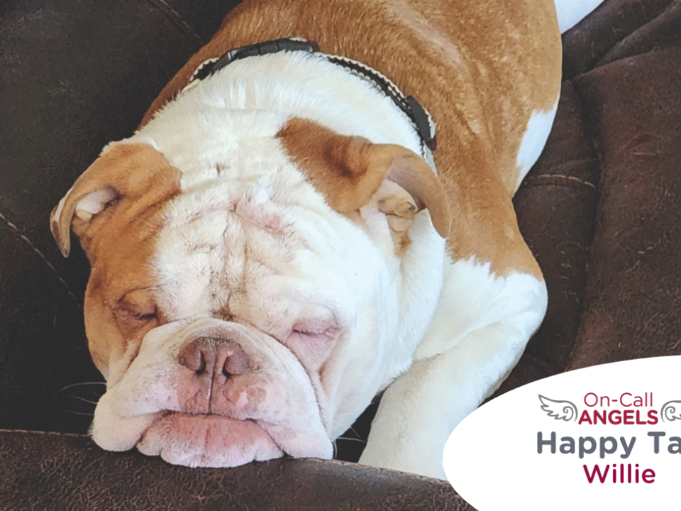 RedRover Relief On-Call Angel Urgent Care grantee - Willie the bulldog