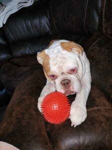 RedRover Relief On-Call Angel Urgent Care grantee - Willie the bulldog