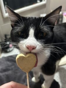 RedRover Relief Urgent Care grantee - Kira the cat licks a lollipop