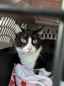 RedRover Relief Urgent Care grantee - Kira the cat sitting in a crate