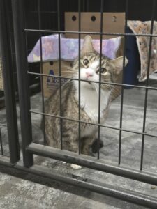 A cat waits for volunteers during a RedRover Responders deployment with Humane World for Animals
