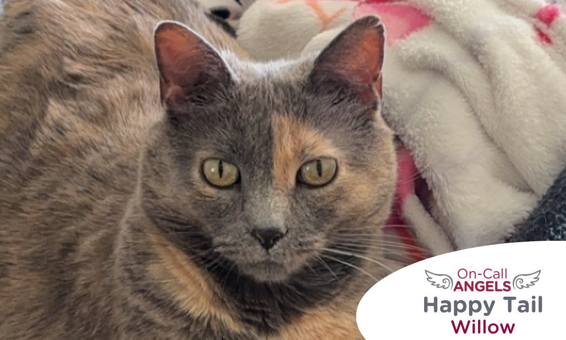 RedRover Relief Urgent Care grantee Willow the cat was helped by a RedRover On-Call Angel