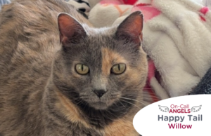RedRover Relief Urgent Care grantee Willow the cat was helped by a RedRover On-Call Angel