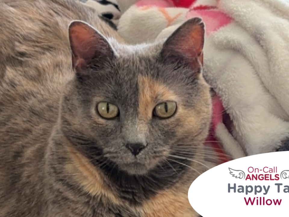 RedRover Relief Urgent Care grantee Willow the cat was helped by a RedRover On-Call Angel