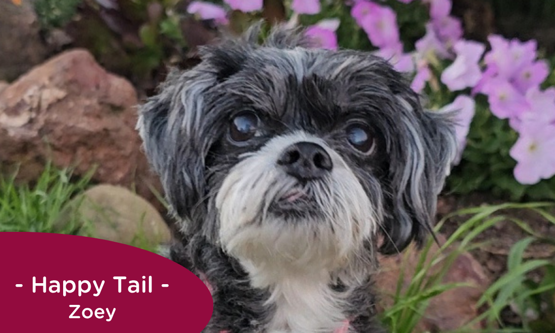 RedRover Relief Urgent Care grantee - Zoey the Shih Tzu