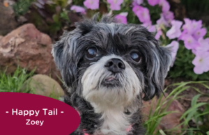 RedRover Relief Urgent Care grantee - Zoey the Shih Tzu