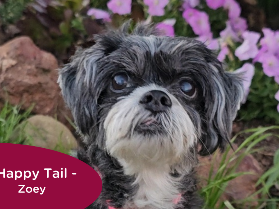 RedRover Relief Urgent Care grantee - Zoey the Shih Tzu