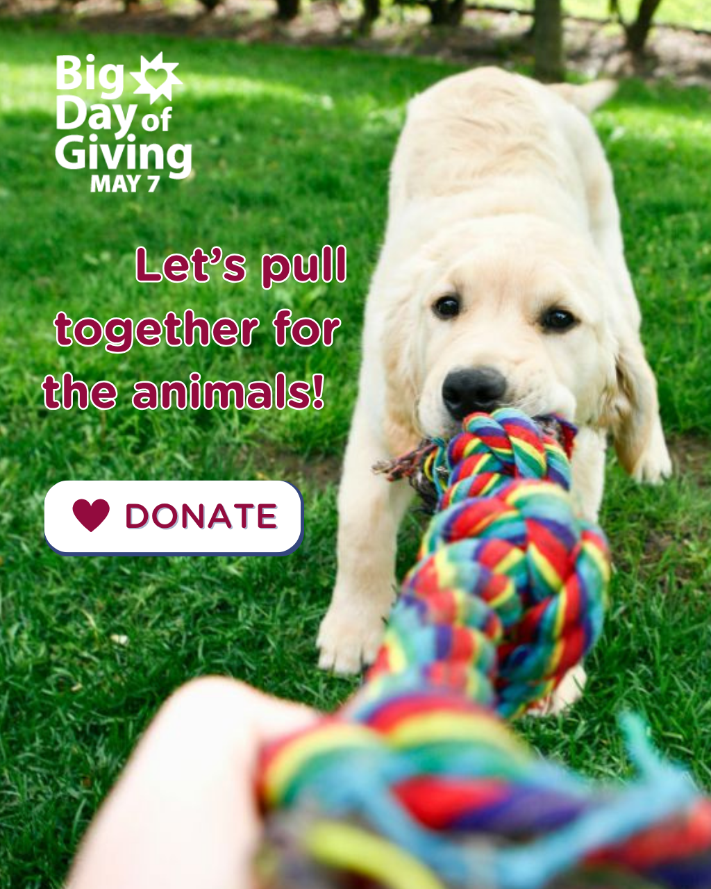 RedRover's 2026 Big Day of Giving popup - a person playing tug-of-war with a golden retriever puppy with the caption: Let's pull together for the animals!