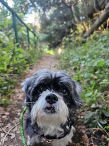 RedRover Relief Urgent Care grantee - Zoey the Shih Tzu