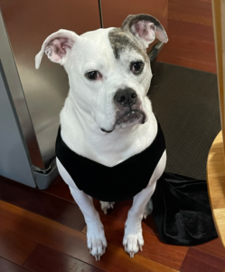 RedRover Responders volunteer and On-Call Angel Ms. Cook's pittie