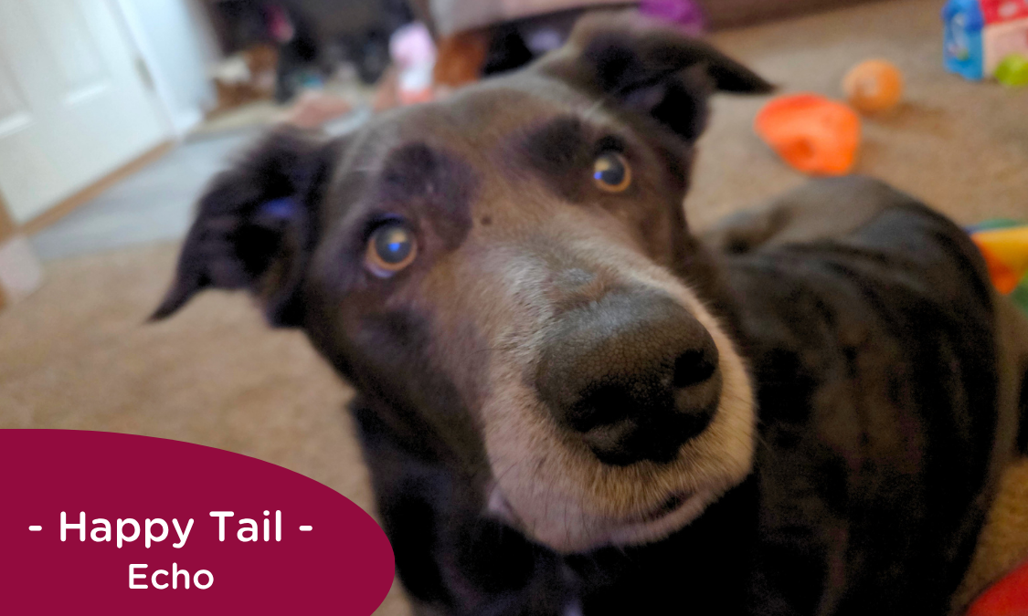 RedRover Relief Urgent Care grant recipient, Echo the dog
