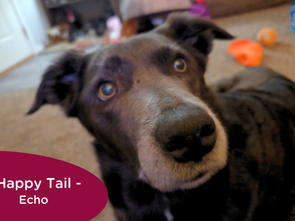 RedRover Relief Urgent Care grant recipient, Echo the dog