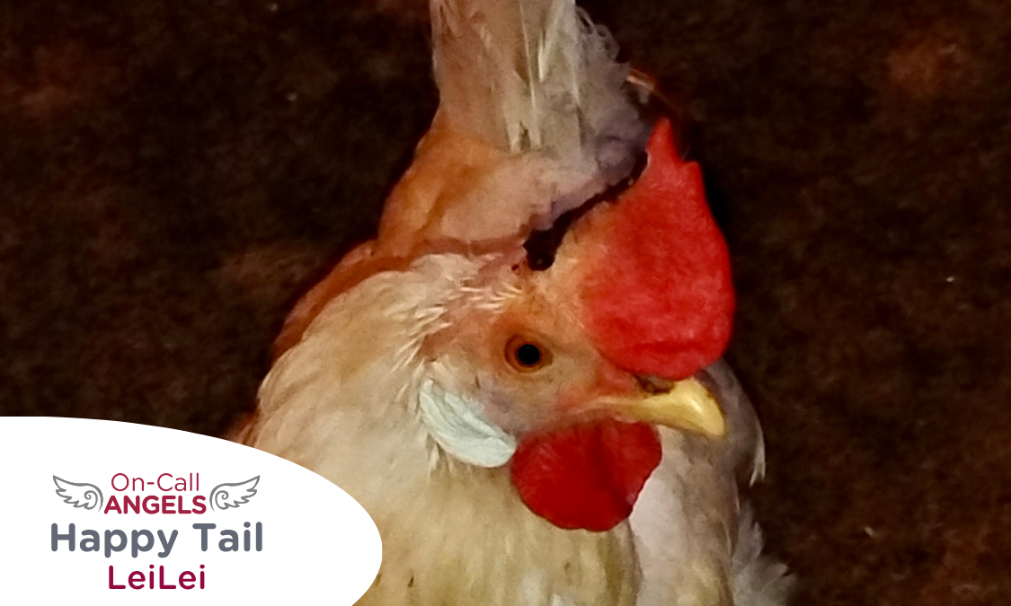 RedRover Relief Urgent Care and On-Call Angel grant recipient, LeiLei the hen