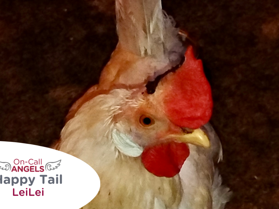 RedRover Relief Urgent Care and On-Call Angel grant recipient, LeiLei the hen