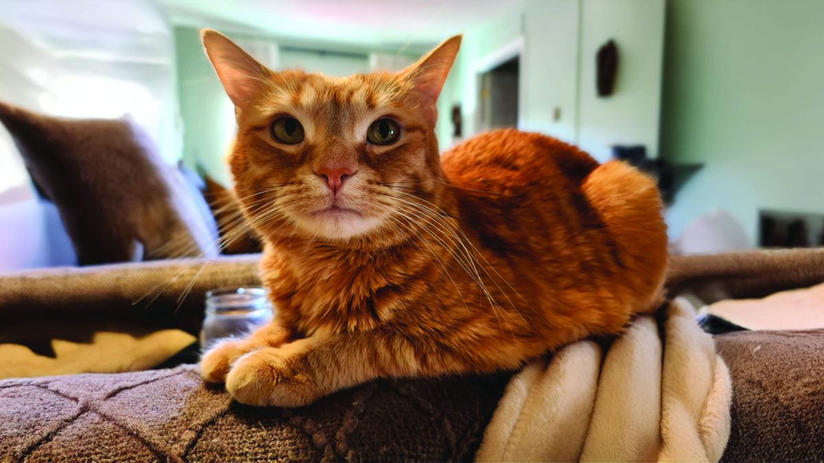 RedRover Relief Urgent Care Grantee Mango the orange tabby cat