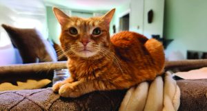 RedRover Relief Urgent Care Grantee Mango the orange tabby cat