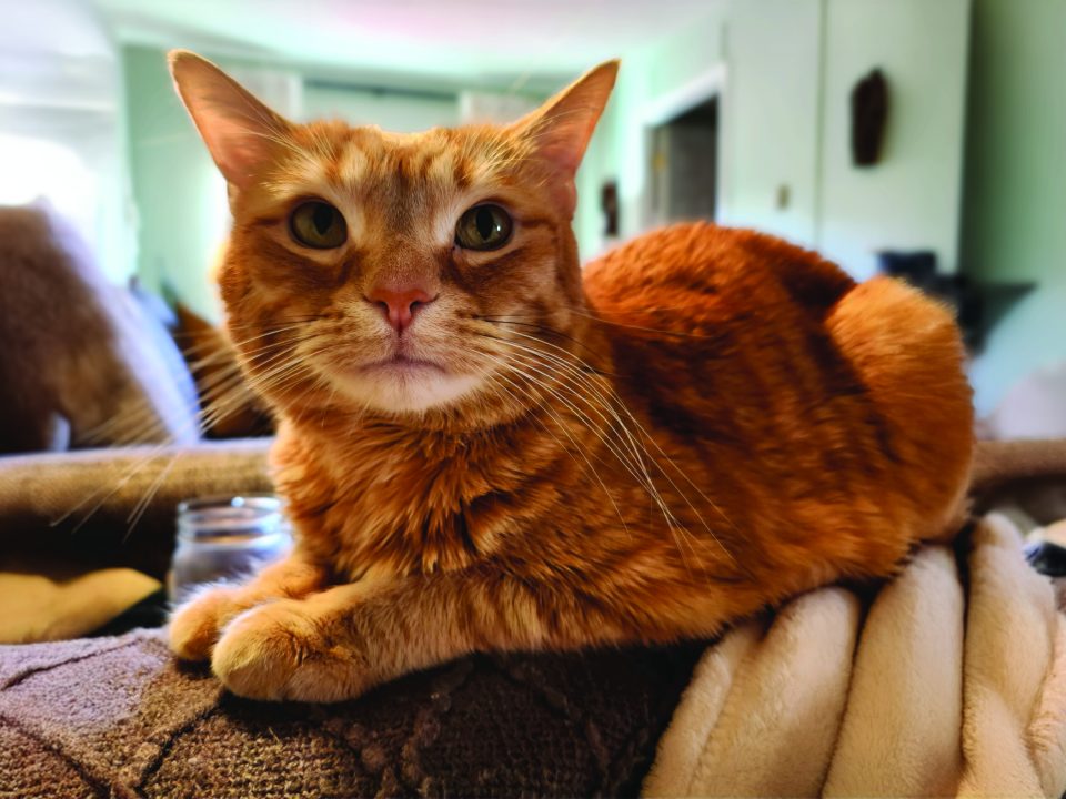 RedRover Relief Urgent Care Grantee Mango the orange tabby cat