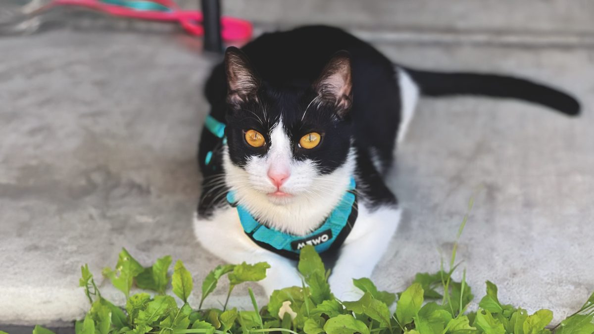 RedRover Relief Urgent Care Grantee Pete the tuxedo cat