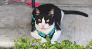RedRover Relief Urgent Care Grantee Pete the tuxedo cat