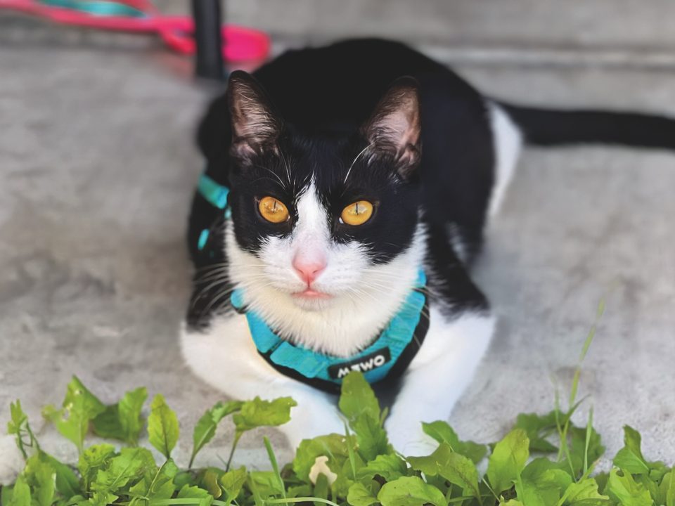 RedRover Relief Urgent Care Grantee Pete the tuxedo cat