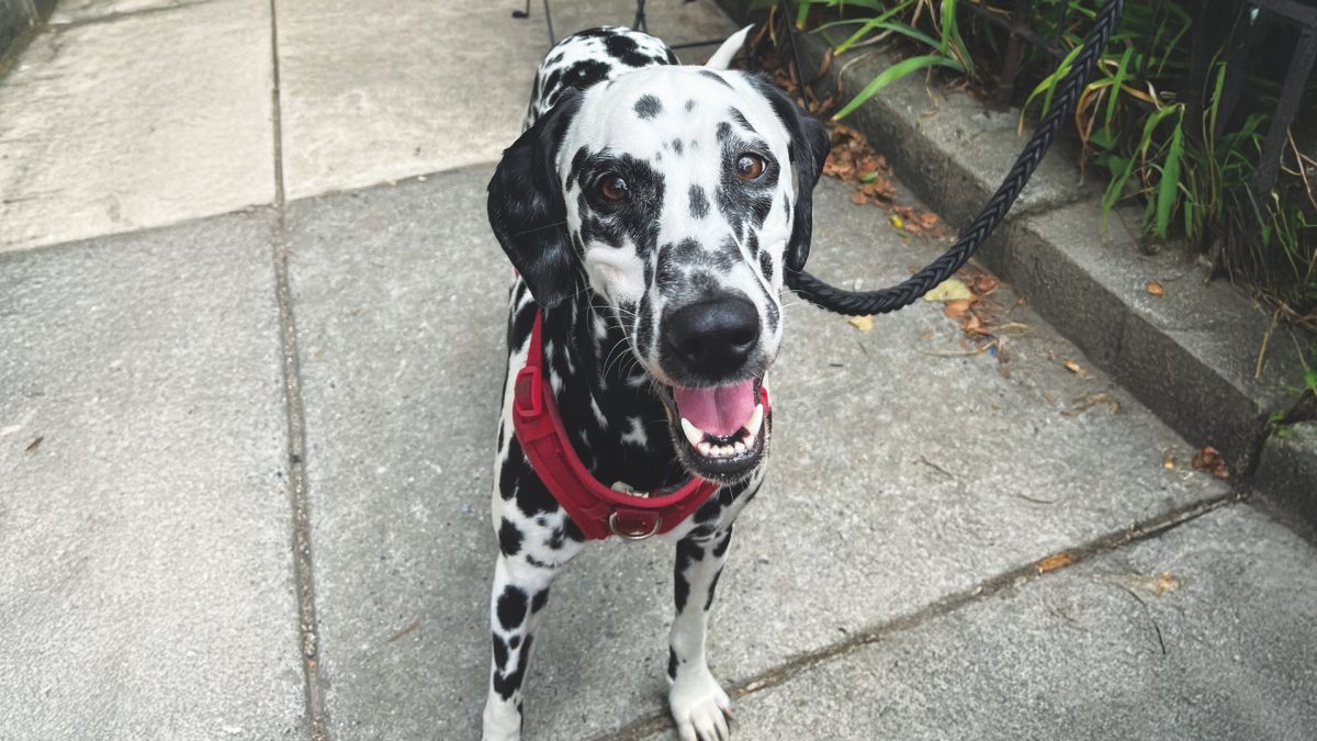 RedRover Relief Urgent Care Grantee Major the Dalmatian