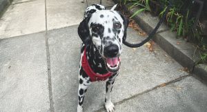 RedRover Relief Urgent Care Grantee Major the Dalmatian
