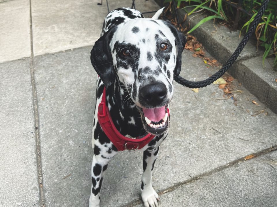 RedRover Relief Urgent Care Grantee Major the Dalmatian