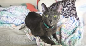 RedRover Relief Urgent Care Grantee Prince the Russian blue cat