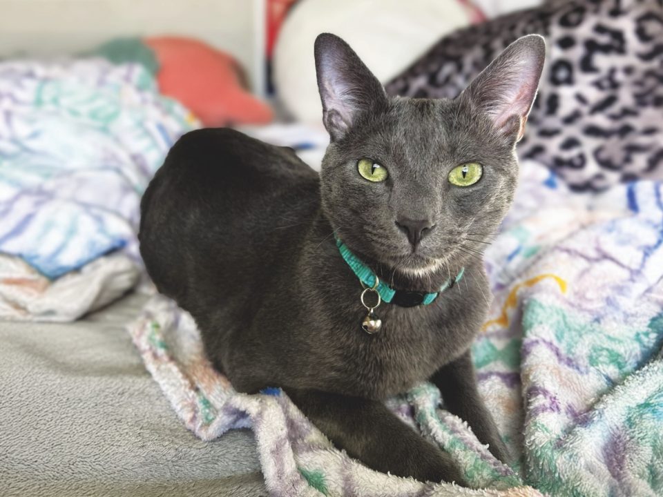 RedRover Relief Urgent Care Grantee Prince the Russian blue cat