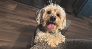 RedRover Relief Urgent Care Grantee Bentley the Yorkshire terrier