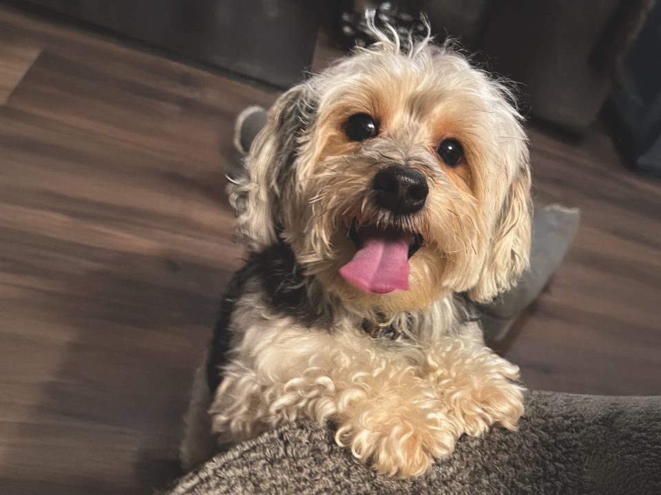 RedRover Relief Urgent Care Grantee Bentley the Yorkshire terrier