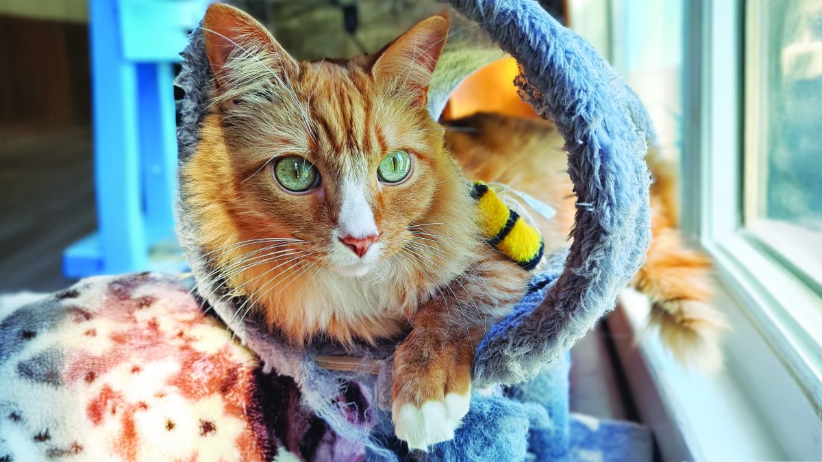 RedRover Relief Urgent Care Grantee Winston the orange cat