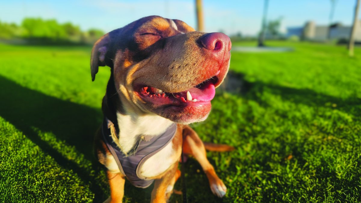 RedRover Relief Urgent Care Grantee Little Caesar the pitbull terrier