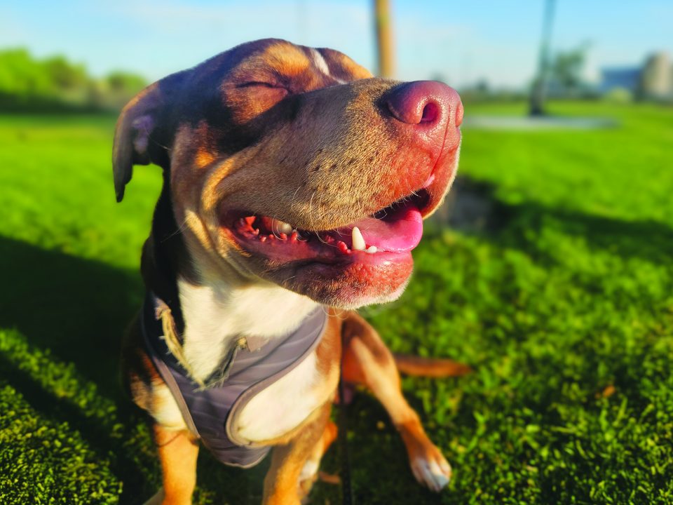 RedRover Relief Urgent Care Grantee Little Caesar the pitbull terrier