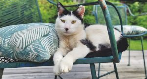 RedRover Relief Urgent Care Grantee Wasabi the tuxedo cat