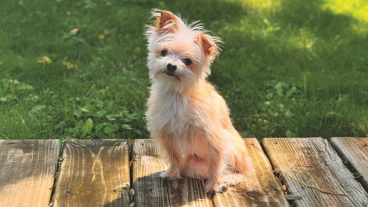 RedRover Relief Urgent Care Grantee Lea the tiny terrier dog