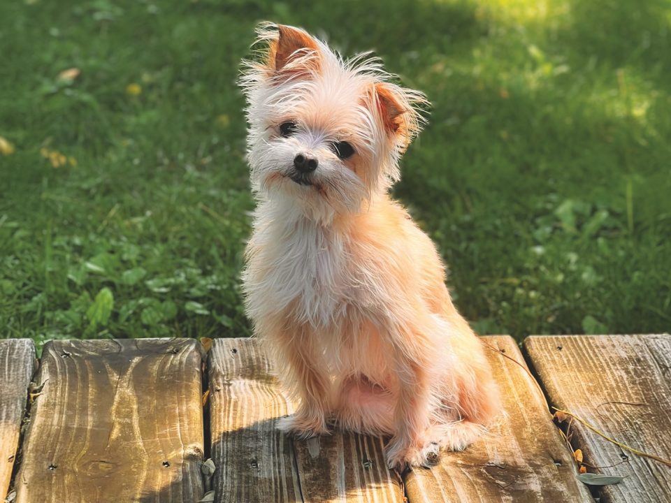 RedRover Relief Urgent Care Grantee Lea the tiny terrier dog