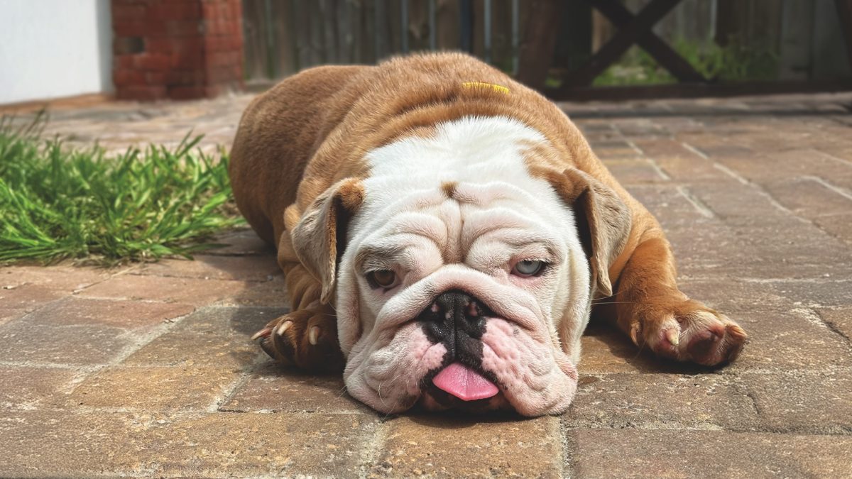 RedRover Relief Urgent Care Grantee Nylah the bulldog
