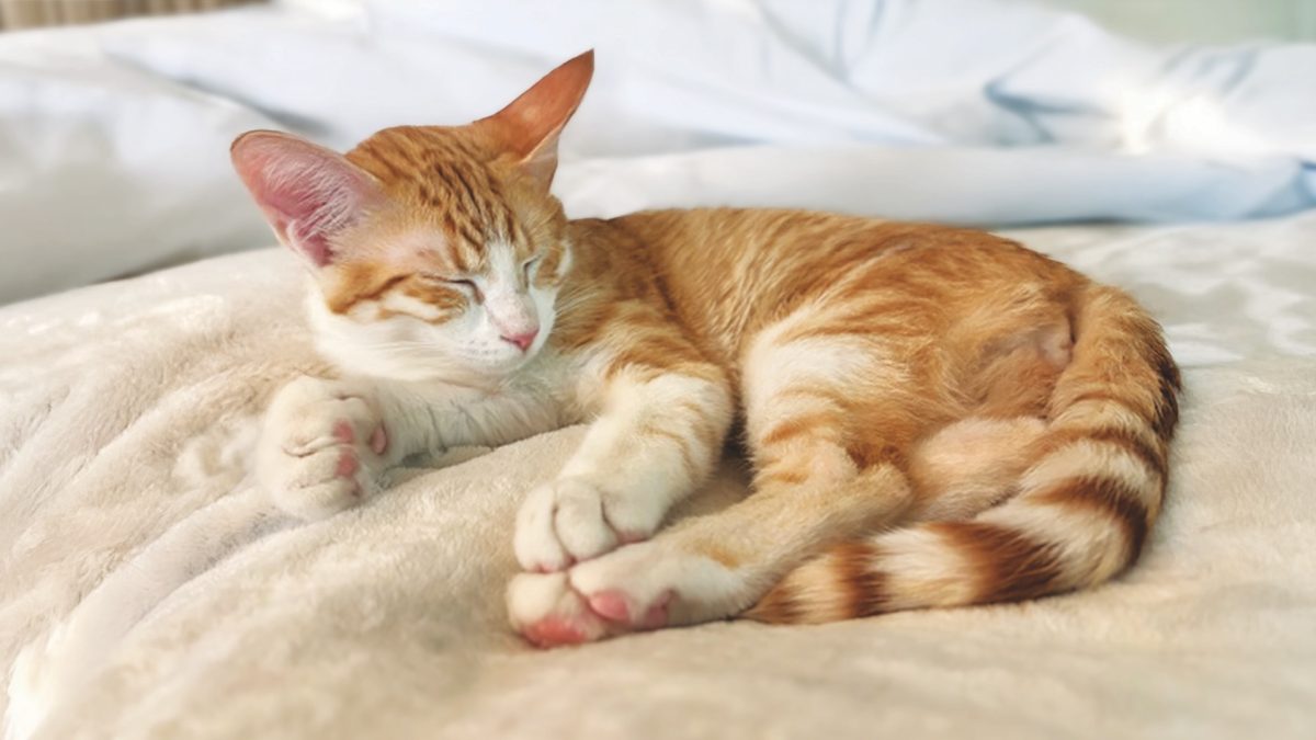 RedRover Relief Urgent Care Grantee Pumpkin the orange tabby cat