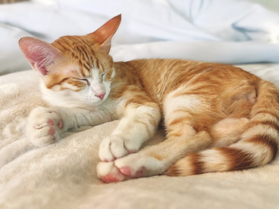 RedRover Relief Urgent Care Grantee Pumpkin the orange tabby cat