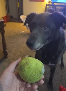 RedRover Relief Urgent Care grant recipient, Echo the dog